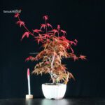 Acero palmato var. Deshojo