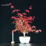 Acero palmato var. Deshojo