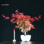 Acero palmato var. Deshojo