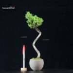 Pinus Pentaphylla - Goyomatsu