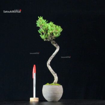 Pinus Pentaphylla - Goyomatsu