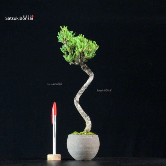 255179_1-Pinus-pentaphylla Pinus Pentaphylla - Goyomatsu - immagine 1