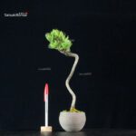 Pinus Pentaphylla - Goyomatsu