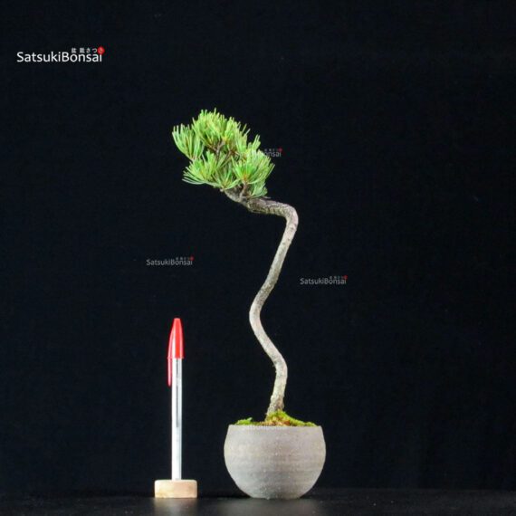 Pinus Pentaphylla - Goyomatsu - immagine 1