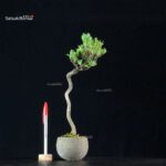 Pinus Pentaphylla - Goyomatsu