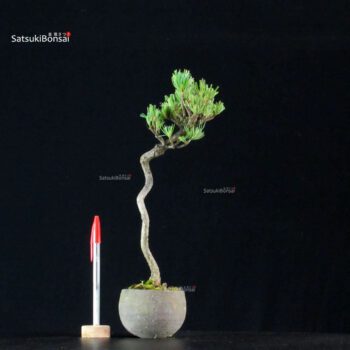 Pinus Pentaphylla - Goyomatsu