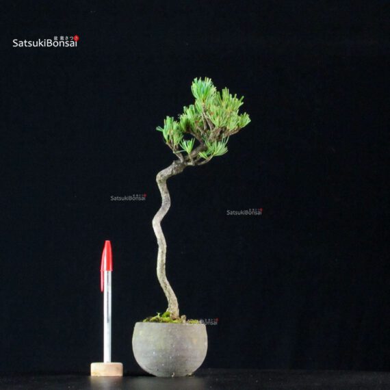 255181_1-Pinus-pentaphylla Pinus Pentaphylla - Goyomatsu - immagine 1