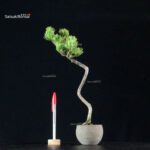 Pinus Pentaphylla - Goyomatsu