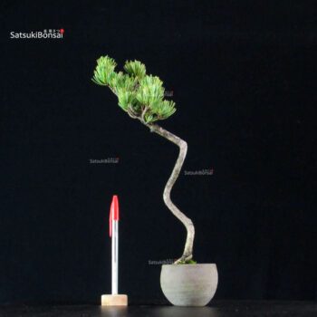 Pinus Pentaphylla - Goyomatsu