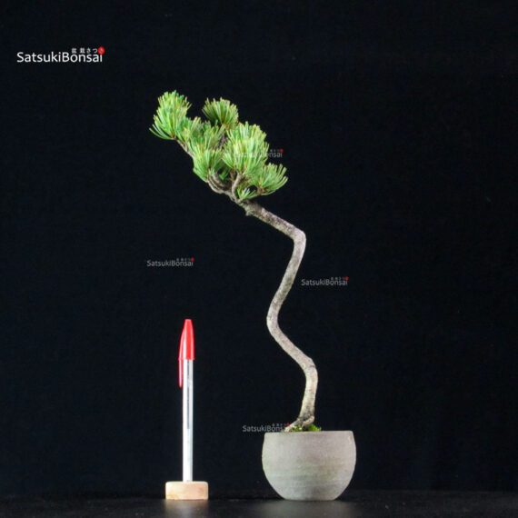 255182_1-Pinus-pentaphylla Pinus Pentaphylla - Goyomatsu - immagine 1