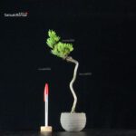 Pinus Pentaphylla - Goyomatsu