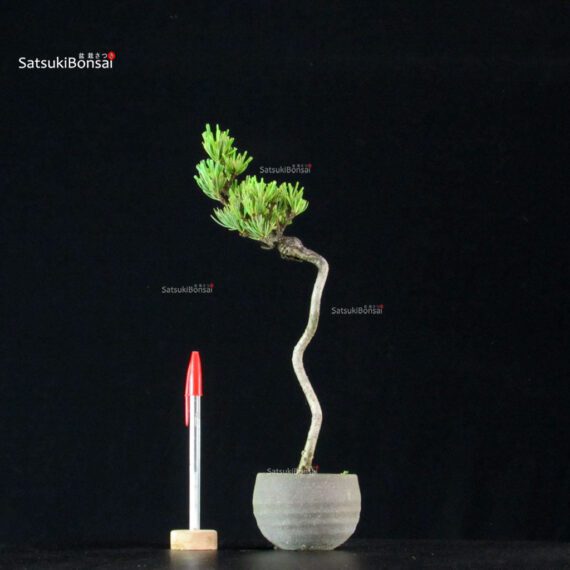 255183_1-Pinus-pentaphylla Pinus Pentaphylla - Goyomatsu - immagine 1