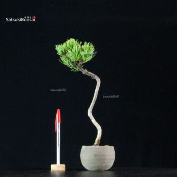 Pinus Pentaphylla - Goyomatsu