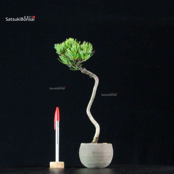 255184_1-Pinus-pentaphylla Pinus Pentaphylla - Goyomatsu - immagine 1