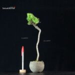 Pinus Pentaphylla - Goyomatsu