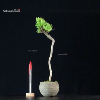 Pinus Pentaphylla - Goyomatsu