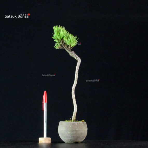 Pinus Pentaphylla - Goyomatsu - immagine 1