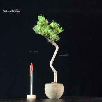 Pinus Pentaphylla - Goyomatsu