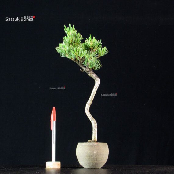 Pinus Pentaphylla - Goyomatsu - immagine 1