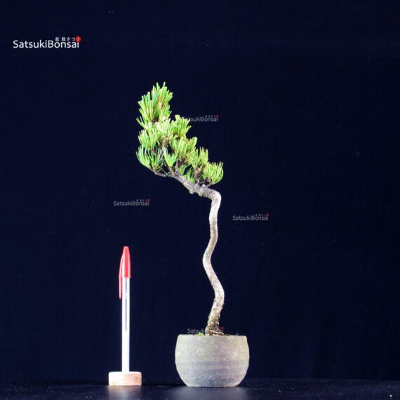 Pinus Pentaphylla - Goyomatsu - immagine 1