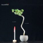 Pinus Pentaphylla - Goyomatsu