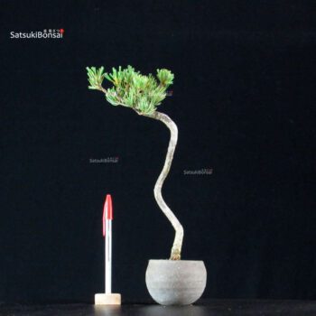 Pinus Pentaphylla - Goyomatsu