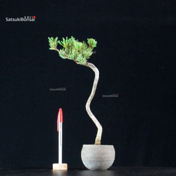 Pinus Pentaphylla - Goyomatsu - immagine 1
