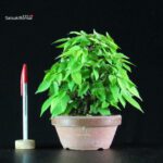 Zelkova Serrata - immagine 2