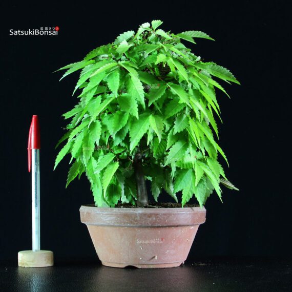 Zelkova Serrata - immagine 2