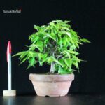 Zelkova Serrata - immagine 2