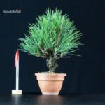 Pinus Thunbergii Corticosa Nishikimatsu