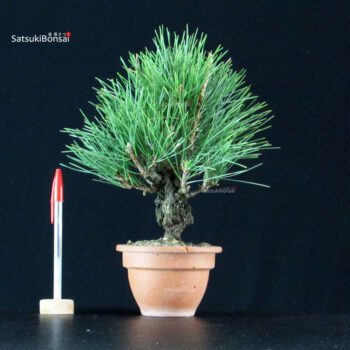 Pinus Thunbergii Corticosa Nishikimatsu