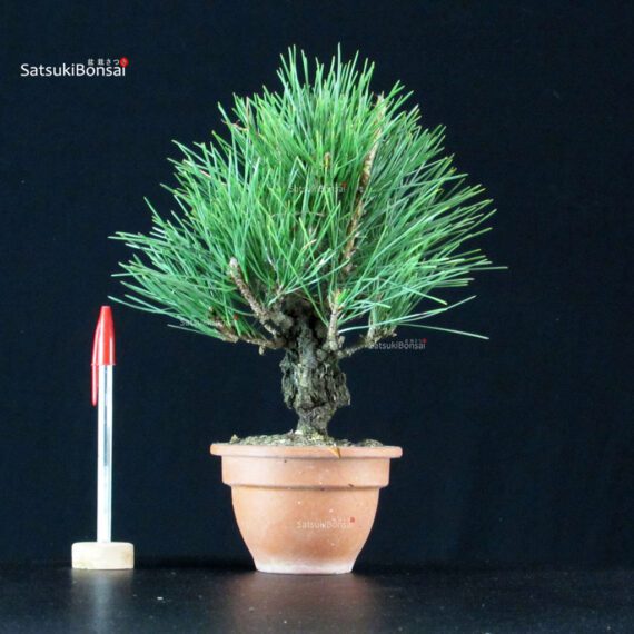 Pinus Thunbergii Corticosa Nishikimatsu - immagine 1