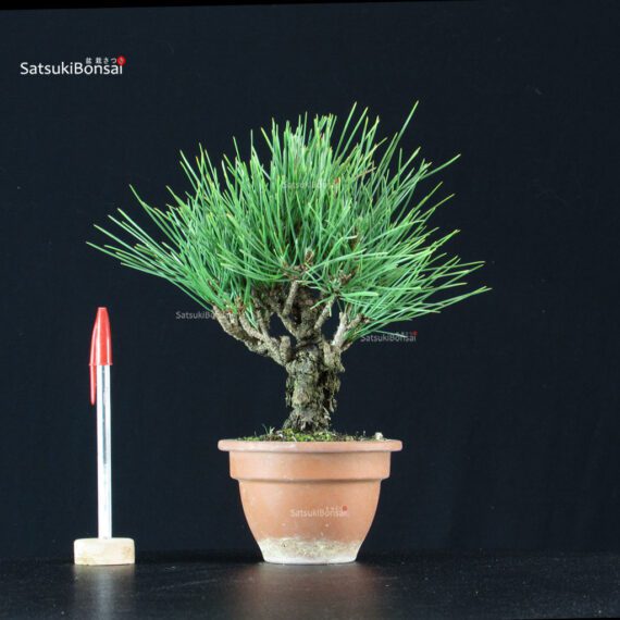 Pinus Thunbergii Corticosa Nishikimatsu - immagine 1