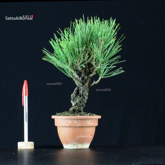 255198_1-Pinus-thunbergii-corticosa Pinus Thunbergii Corticosa Nishikimatsu - immagine 1