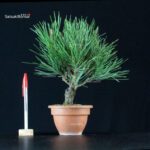 Pinus Thunbergii Corticosa Nishikimatsu