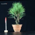 Pinus Thunbergii Corticosa Nishikimatsu