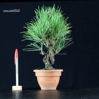 Pinus Thunbergii Corticosa Nishikimatsu