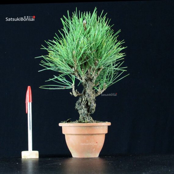 Pinus Thunbergii Corticosa Nishikimatsu - immagine 1