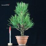 Pinus Thunbergii Corticosa Nishikimatsu