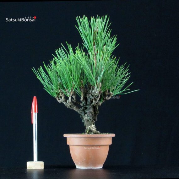 255202_1-Pinus-thunbergii-corticosa Pinus Thunbergii Corticosa Nishikimatsu - immagine 1