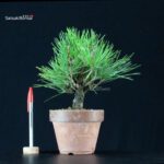 Pinus Thunbergii Corticosa Nishikimatsu