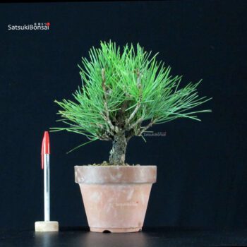 Pinus Thunbergii Corticosa Nishikimatsu