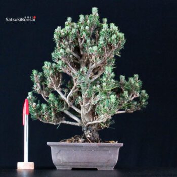 Pinus Thunbergii Kuromatsu Kotobuki Senjumaru