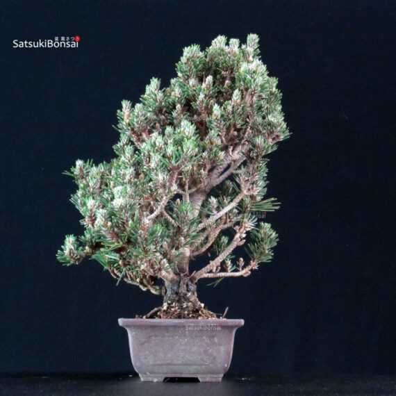 Pinus Thunbergii Kuromatsu Kotobuki Senjumaru - immagine 2