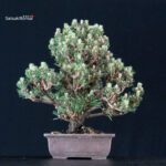 Pinus Thunbergii Kuromatsu Kotobuki Senjumaru - immagine 3