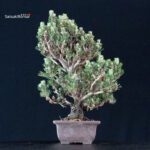Pinus Thunbergii Kuromatsu Kotobuki Senjumaru - immagine 4