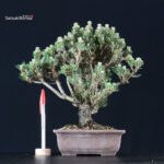 Pinus Thunbergii Kuromatsu Kotobuki Senjumaru
