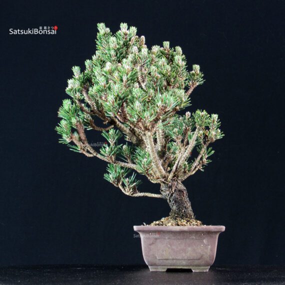 Pinus Thunbergii Kuromatsu Kotobuki Senjumaru - immagine 2