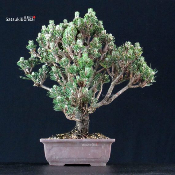 Pinus Thunbergii Kuromatsu Kotobuki Senjumaru - immagine 3